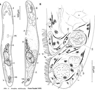 Image of Avagina sublitoralis Faubel 1976