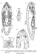 Image of Avagina polyvacuola Ehlers & Dörjes 1979