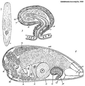 Image of Baltalimania