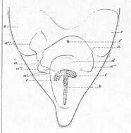 Image of Conaperta flavibacillum (Jensen 1878)