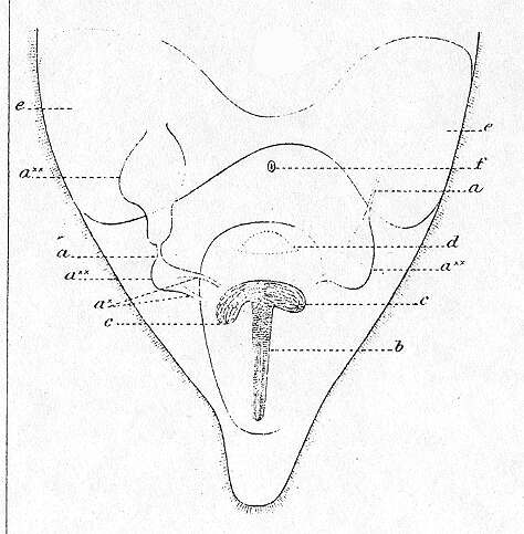 Image of Conaperta flavibacillum (Jensen 1878)