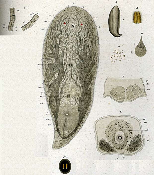 Image of Conaperta flavibacillum (Jensen 1878)