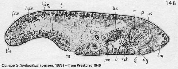 Image of Conaperta flavibacillum (Jensen 1878)