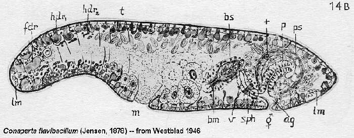 Image of Conaperta flavibacillum (Jensen 1878)