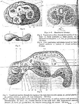 Image of Conaperta lineata (Peebles 1915)