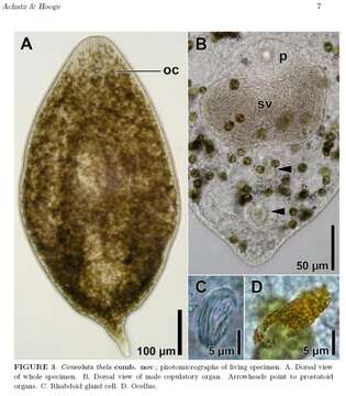 Image of Convoluta thela (Antonius 1968)