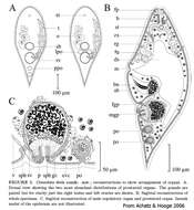 Image of Convoluta thela (Antonius 1968)