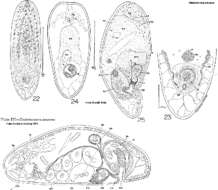 Image of Diatomovora