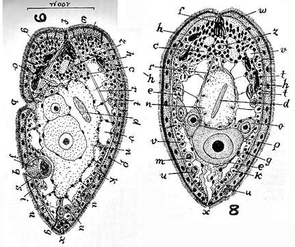 Image of Faerlea antora Marcus 1952