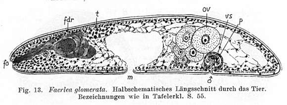 Image of Faerlea glomerata Westblad 1945