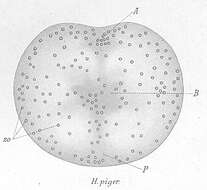 Image of Haplodiscus piger Weldon 1888