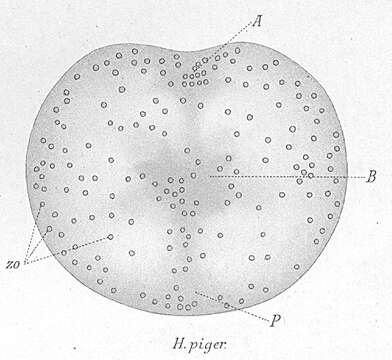 Image of Haplodiscus piger Weldon 1888