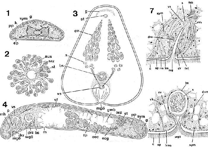 Image of Haplodiscus bocki Dörjes 1970
