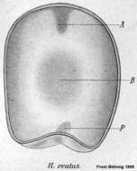 Image of Haplodiscus ovatus Bohmig 1895