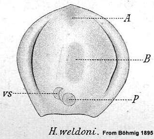 Image of Haplodiscus weldoni Bohmig 1895