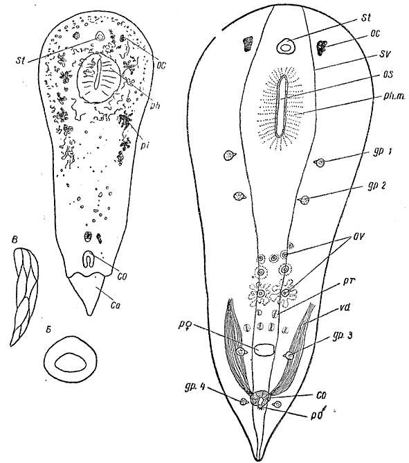 Image of Oligochoerus erythrophthalmus Beklemischev 1963