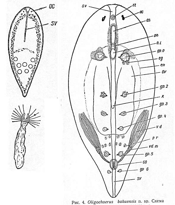 Image of Oligochoerus bakuensis Beklemischev 1963