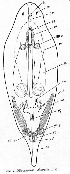 Image of Oligochoerus chlorella Beklemischev 1963