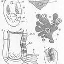Image of Oligochoerus conops Beklemischev 1963