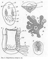 Image of Oligochoerus conops Beklemischev 1963