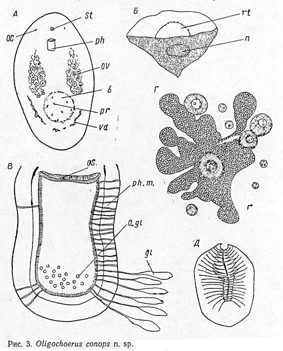 Image of Oligochoerus conops Beklemischev 1963