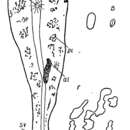 Image of Oligochoerus melanops Beklemischev 1963