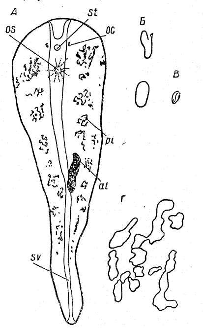 Image of Oligochoerus melanops Beklemischev 1963