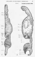 Image of Polychoerus carmelensis Costello & Costello 1938