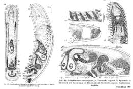 Image de Postaphanostoma