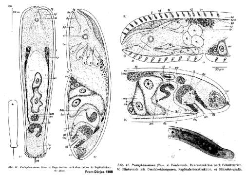 Image de Postaphanostoma