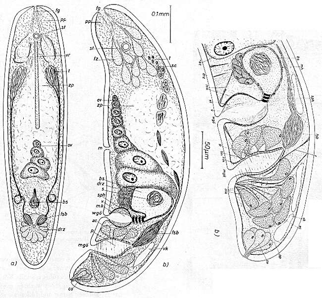 Image de Postaphanostoma glandulosum Dörjes 1968