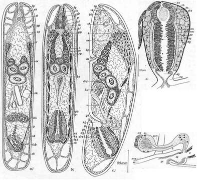 Image of Praeconvoluta karinae Dörjes 1968