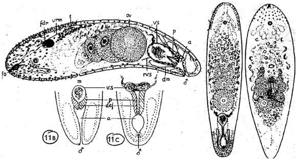 Image de Pseudaphanostoma variabilis Westblad 1946