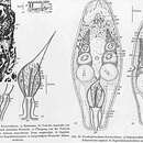 Image of Pseudaphanostoma brevicaudatum Dörjes 1968