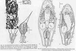 Imagem de Pseudaphanostoma brevicaudatum Dörjes 1968