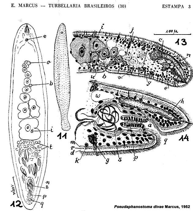 Image of Pseudaphanostoma divae Marcus 1952