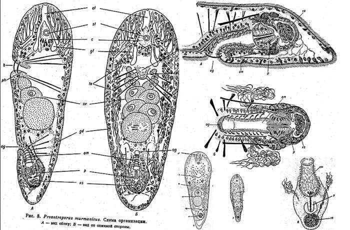 Image of Pseudaphanostoma murmanicus (Mamkaev 1967)