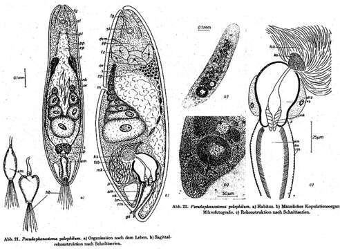 Image of Pseudaphanostoma pelophilum Dörjes 1968