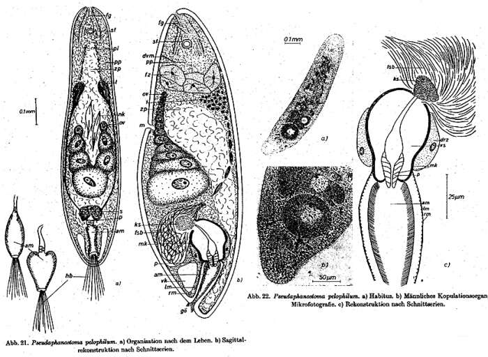 Image of Pseudaphanostoma pelophilum Dörjes 1968