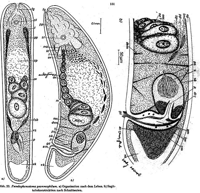 Image de Pseudaphanostoma psammophilum Dörjes 1968