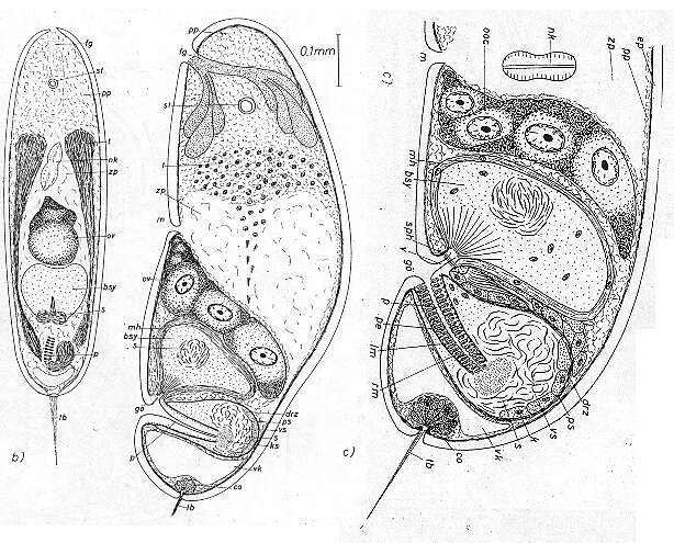 Image de Praeaphanostoma chaetocaudatum Dörjes 1968
