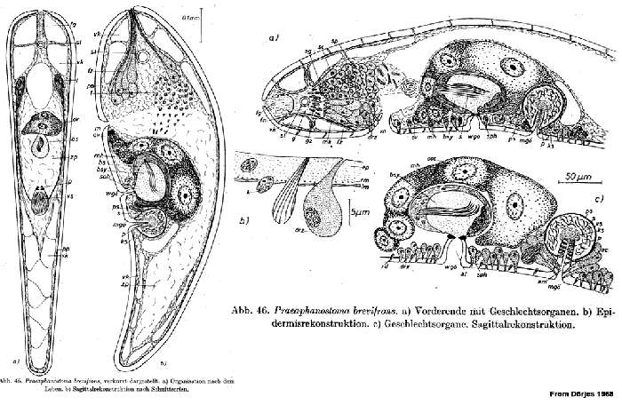 Image de Praeaphanostoma brevifrons Dörjes 1968