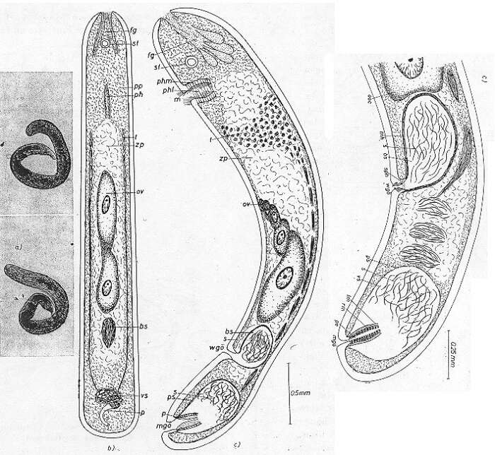 Image de Praeaphanostoma longum Dörjes 1968