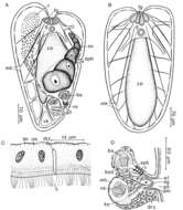 Image of Praeaphanostoma musculosum Ehlers & Dörjes 1979