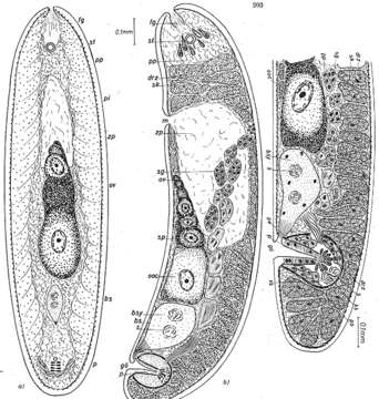 Image de Praeaphanostoma rubrum Dörjes 1968