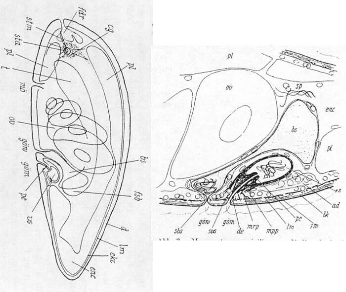 Image de Praeaphanostoma sizilianum (Riedl 1954)