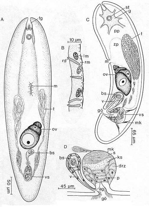Imagem de Praeaphanostoma thalasophilum Ehlers & Dörjes 1979