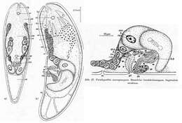 Image de Pseudoposthia