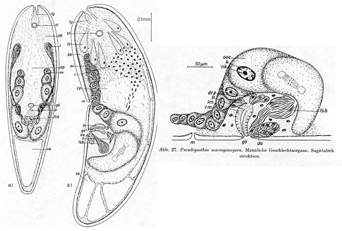 Image de Pseudoposthia