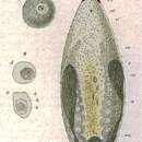 Image of Otocelis rubropunctata (Schmidt 1852)